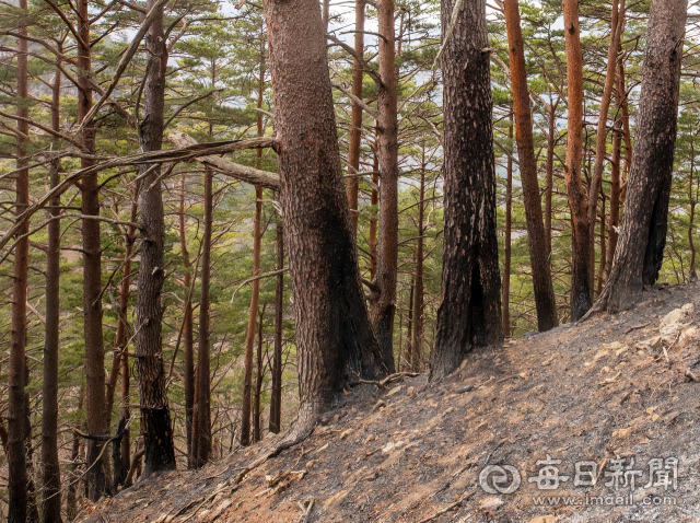 12일 오후 경북 울진군 금강송 군락지에 아름드리 소나무 밑동이 시커멓게 그을려 있다. 김태형 선임기자 thk@imaeil.com
