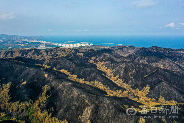 15일 오후 경북 울진 북면에서 바라본 산불 피해지역의 모습. 울창한 산림이 모두 불타 앙상한 모습으로 변했다. 안성완 기자 asw0727@imaeil.com