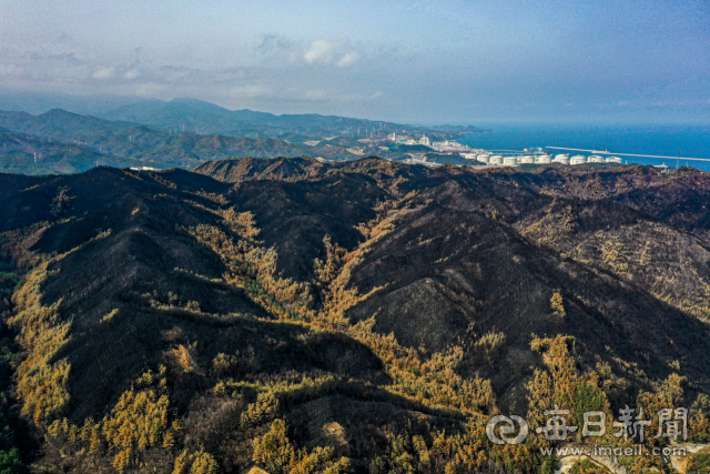 경북 울진 북면에서 바라본 산불 피해지역의 모습. 울창한 산림이 모두 불타 앙상한 모습으로 변했다. 매일신문 DB