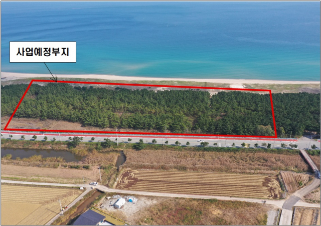 경북 영덕 고래불관광지에 위치한 경상북도수련원 사업예정부지에 솔밭이 우거져 있다. 경북도 제공