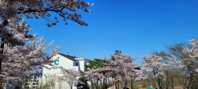 봄꽃이 활짝 핀 경산 타운하우스 