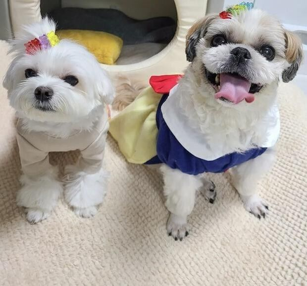 택배견으로 유명한 경태와 태희의 모습. 경태희아부지 인스타그램