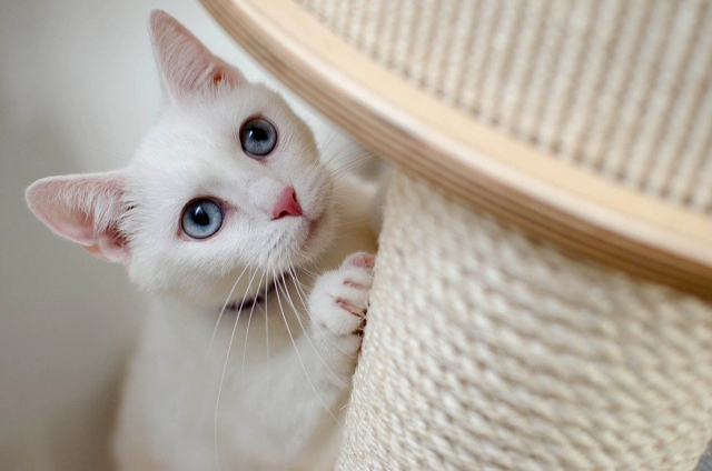 고양이가 독립적인 성향이 강하다고 해서 외로움을 타지 않는 동물이라고 오해해서는 곤란하다. 타고난 조심성 때문에 혼자 지내는걸 좋아하는 구나 오해받을 뿐이지, 고양이도 위협과 경쟁이 사라지면 동료와 집사에 대한 유대감을 더 소중히 여기는 경향이 있다. (사진출처: 셔틀셔톡)