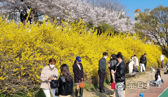 지난 4일 오후 대구 동구 금호강변 둑을 따라 화랑교~공항교에 이르는 산책길에서 상춘객들이 벚꽃과 개나리 등을 배경으로 사진을 찍으며 봄을 만끽하고 있다. 매일신문DB
