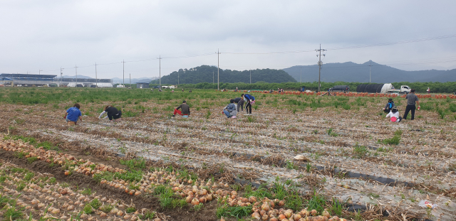 고령군과 베트남의 외국인계절근로자 업무협약이 유명무실하게 되면서 올해도 영농철 인력 대란이 예상되고 있다. 사진은 지난해 양파 수확 모습. 고령군 제공.