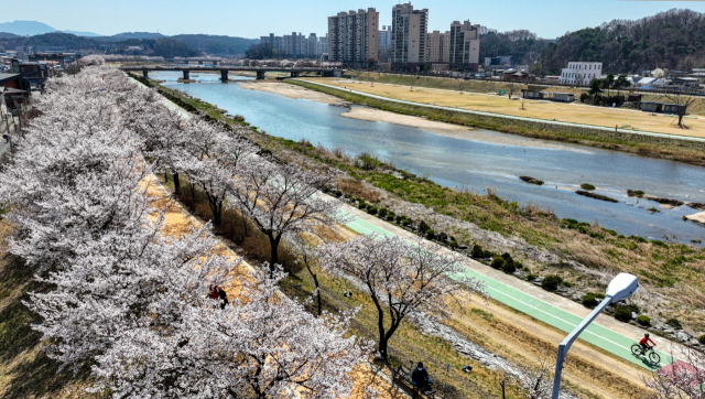 가흥동 서천변에 벚꽃이 만개했다. 영주시 제공
