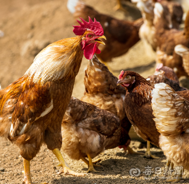마당에서 산책하는 동안 암탉 무리를 지키는 수탉. 여러마리 수탉이 서열을 지키며 함께 지내고 있다. 김태형 선임기자 thk@imaeil.com