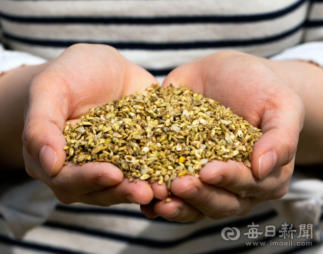현미,싸레기,옥수수 등 비유전자변형(NON-GMO) 곡물 6~8가지를 섞어 미생물로 발효시킨 닭 모이. 이 사료를 먹고 낳은 계란을 한국식품과학연구원 성분 검사에서 오메가 3와 6의 지방산 비율(WHO 권장 1:4이하)이 1: 2.5로 나왔다. 김태형 선임기자 thk@imaeil.com