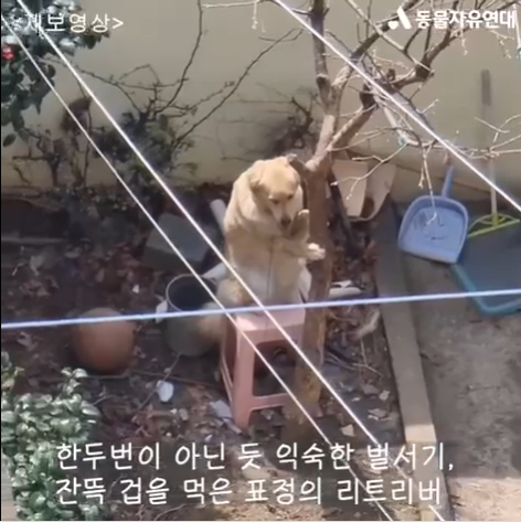 동물자유연대는 지난 11일 전남 순천 한 주택에서 나무에 목이 묶인 채 의자 위에 위태롭게 서있는 골든리트리버가 있다는 제보를 받고, 다음 날 주인에게서 구조했다. 동물자유연대 영상 캡처