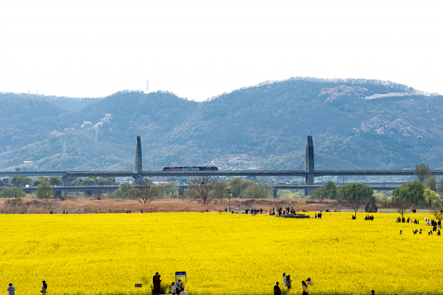 대구시는 시민 공모와 선호도 조사를 거쳐 금호강 하중도의 새 이름을