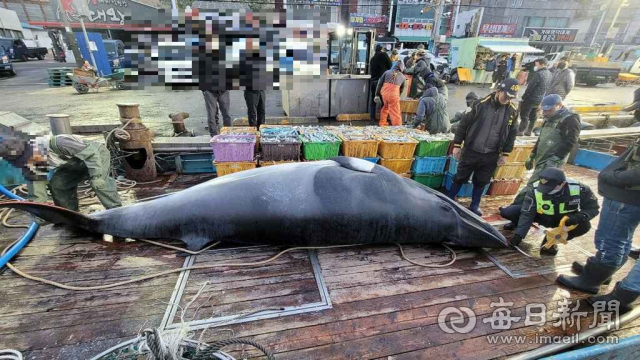 해경이 18일 혼획된 밍크고래의 크기 등을 조사하고 있다. 울진해경 제공