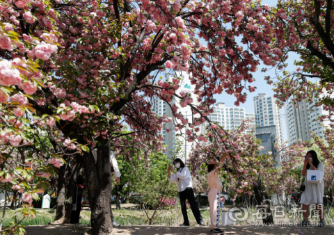 지난 4월 대구 달서구 상인동 월곡역사공원에 벚꽃보다 개화 시기가 보름 정도 늦은 겹벚꽃이 만개해 시민들의 발길이 이어지고 있다. 매일신문DB