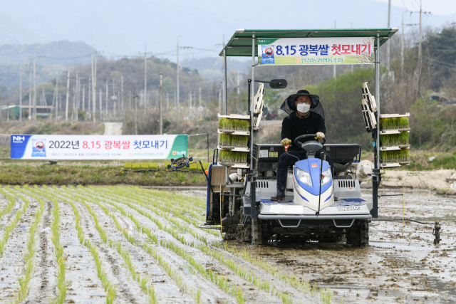 8·15 광복쌀 재배단지에서 올해 첫 모내기를 하고 있다. 영주시 제공