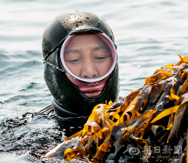 물질로 채취한 미역을 들어 보이는 구룡포 해녀. 전문 해녀로 백발 노장에도 물질을 이어가고 있다. 김태형 선임기자 thk@imaeil.com