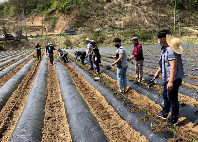 농가 일손지원에 나선 봉성면사무소 직원들이 고추 모종을 심고 있다. 봉화군 제공