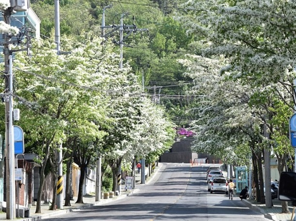 앞산 이팝나무 가로수길. 대구시 제공.