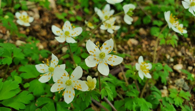 세바람꽃. 수목원 제공
