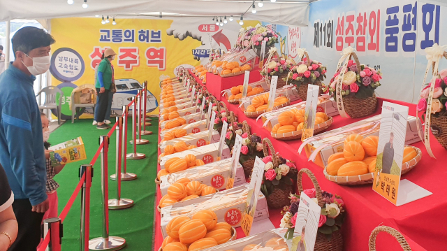 경북 성주군 특산품 성주참외 품평·전시회가 성주 성밖숲에서 8일까지 열리고 있다. 성주군 제공