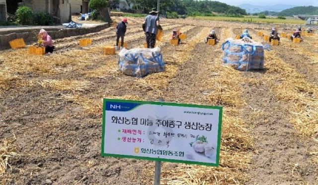 영천 화산농협 마늘 주아종구 생산농장 모습. 영천시 제공
