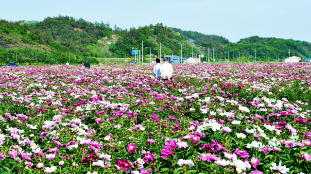 영천시 화남·화북면 일원에 만개한 작약 꽃밭 모습. 영천시 제공