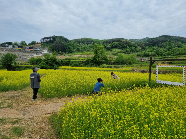 관광객들이 해인사 소리길 주변 농경지 유채꽃밭에서 사진을 찍고 있다. 합천군 제공