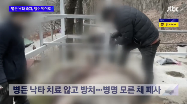 대구의 한 체험동물원이 종양이 생긴 낙타를 방치해 죽음에 이르게 하고, 그 사체를 토막 내 다른 동물에게 급여한 사실이 추가로 드러났다. JTBC 방송화면 캡처