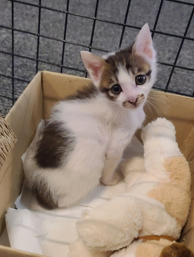 쌔틀의 마스코트 역할을 톡톡히 하고 있는 아기고양이