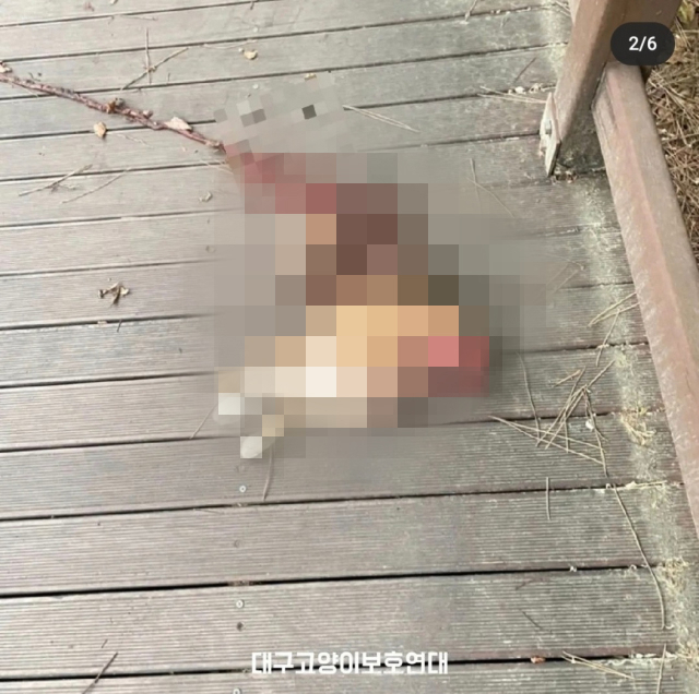 대구달서경찰서에 따르면 지난 10일 오전 6시쯤 달서구 대구수목원의 한 산책로에서 내장이 파열된 고양이 사체가 발견됐다. 대구고양이보호연대 인스타그램 캡처.