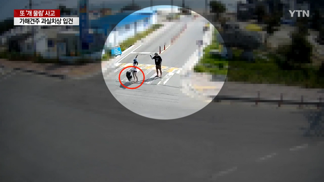 반려견과 함께 신혼여행을 온 부부가 울타리를 탈출한 중형견에게 공격당하는 사건이 발생했다. YTN 보도 화면 캡처