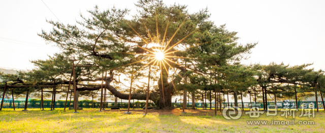 경북 예천군 감천면 천향리 석평 마을 앞에 우뚝 선 석송령을 아침 햇살이 비추고 있다. 옆으로 가지가 길게 뻗어 그늘은 1071㎡(약 324평)에 이른다. 김태형 선임기자 thk@imaeil.com