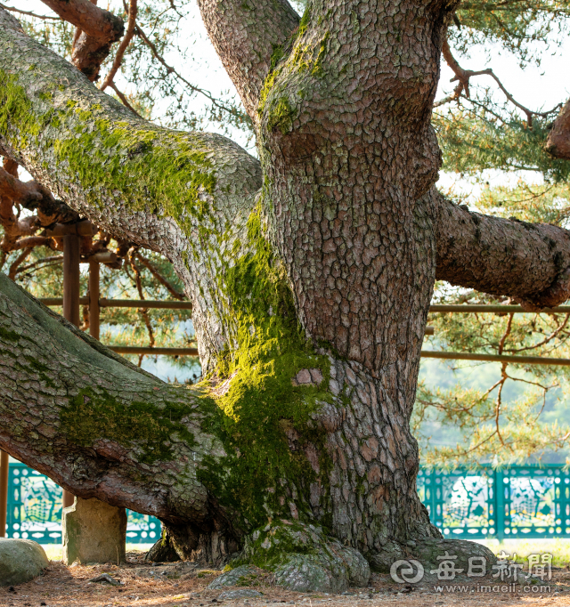 수령이 600년 이상으로 추정되는 석송령. 가슴 높이의 소나무 둘레는 4.2m에 이른다. 김태형 선임기자 thk@imaeil.com