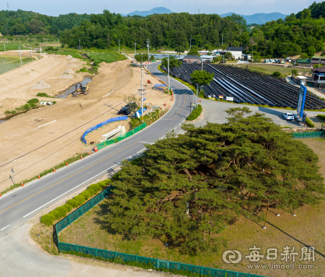 지금도 매년 10~15cm씩 자라는 석송령 가지가 울타리를 넘어 도로까지 뻗어나오자 하천 쪽으로 도로 이설 작업이 한창이다. 김태형 선임기자 thk@imaeil.com