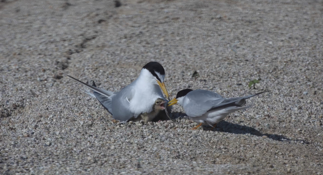 10년전 안동호를 찾아 들었던 쇠제비갈매기가 올 해도 어김없이 안동호에 조성된 인공 모래섬으로 찾아 들었다. 안동시 제공