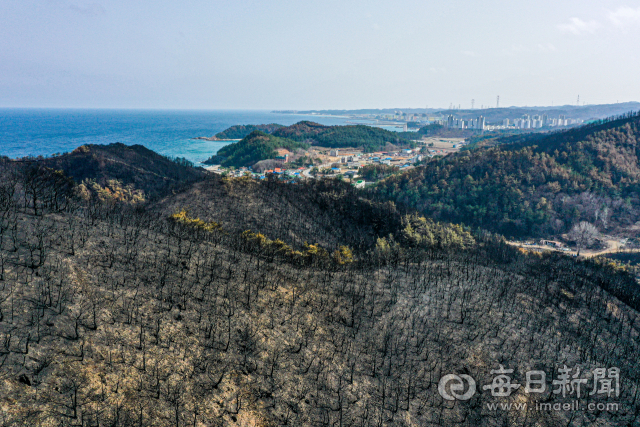 울진 산불로 산림이 황폐화 돼있다. 매일신문DB