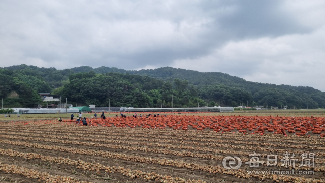 양파 수확이 한창이 김천시 구성면 기를마을. 신현일 기자