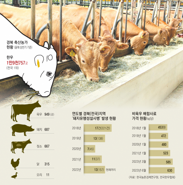 예천지역 한 한우농가에서 소들에게 건초류를 먹이로 주고 있다. 농장주들은 배합사료에 이어 건초류 사료까지 가격이 인상돼 큰 고통을 겪고 있다고 하소연하고 있다. 예천군 제공