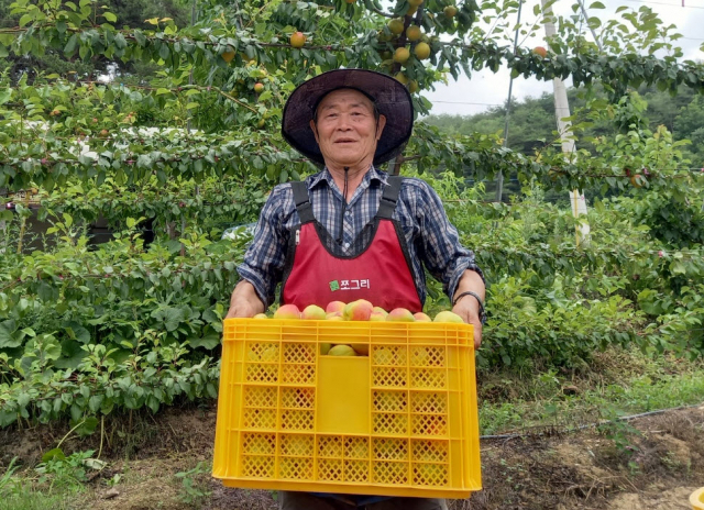 조세현 씨가 수확한 플럼코트(망고자두)를 선보이고 있다. 영주시 제공