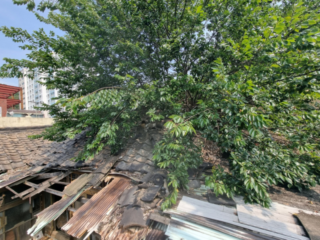 북구 침산동 한 빈집에서 자란 오동나무가 이웃집을 덮칠 것처럼 무성하게 자라 있었다. 임재환 기자
