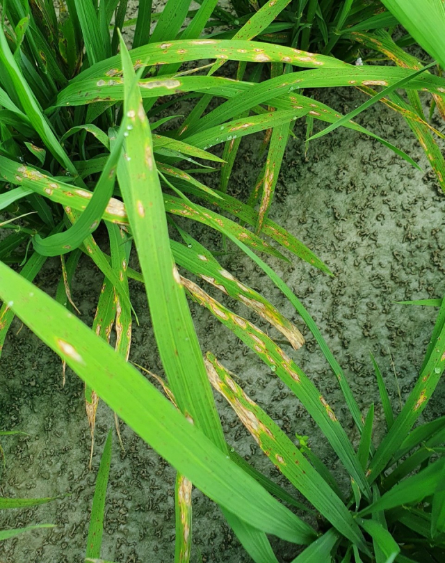 경북 구미시는 벼 도열병이 지난해에 비해 열흘 가까이 빠르게 나타나 조기 방제에 나서고 있다. 구미시 제공