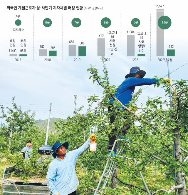 외국인 계절근로자들이 경북 청송군 한 사과재배 농가에서 적과 작업을 하고 있다. 청송군 제공