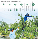 외국인 계절근로자들이 경북 청송군 한 사과재배 농가에서 적과 작업을 하고 있다. 청송군 제공