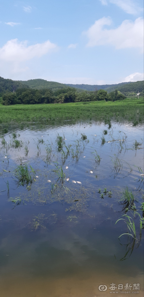 포항시 북구 신광면 용련저수지 표면에 죽은 물고기 사체가 떠올라 있다. 독자 제공