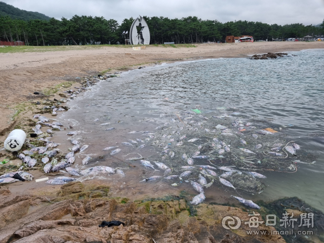7월 27일 오후 경북 영덕군 남정면 장사해변에 참다랑이 사체가 대거 밀려왔다. 영덕 지역 정치망 어민들이 허용어획량이 모자라 그대로 바다에 버린 참다랑어가 해류에 밀려 떠내려 온 것이다. 독자 제공