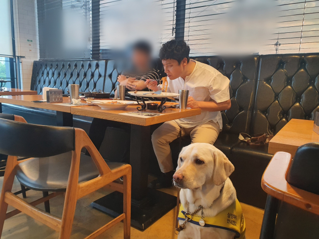 매일신문 취재진과 서양음식점을 찾은 허 씨. 허 씨가 식사를 할 동안 안내견 여울이가 곁에 얌전히 앉아있다. 배주현 기자