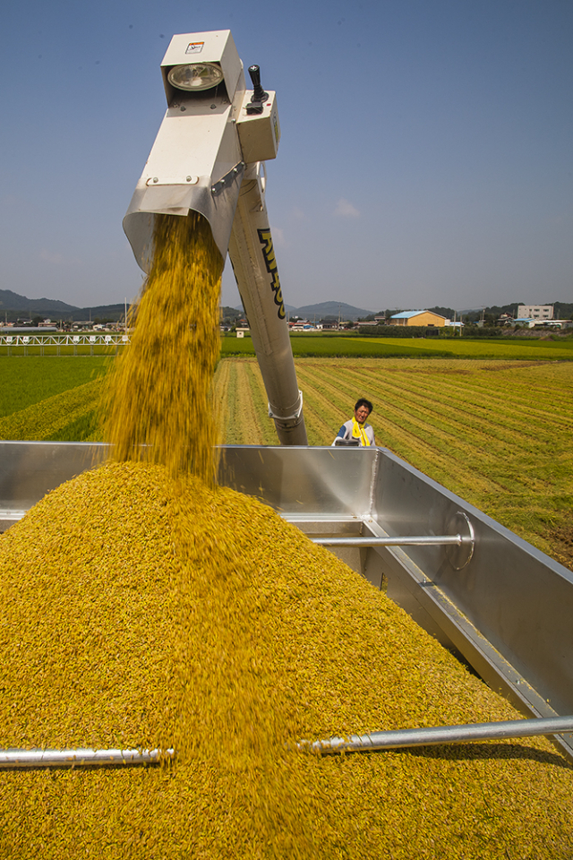 경북 안동지역에서 재배된 백진주 쌀을 수확철을 맞아 수확하고 있는 모습. 안동시 제공