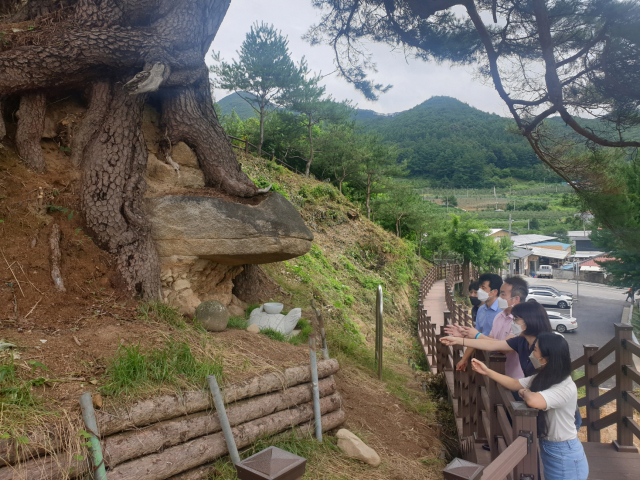 수령 300년 보호수 소나무인 