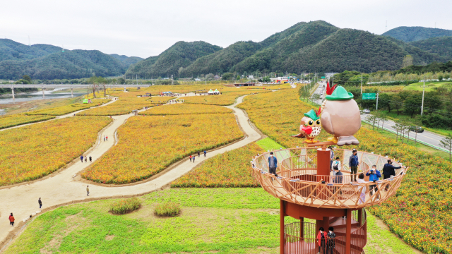 대한민국 최대 백일홍 단지인 