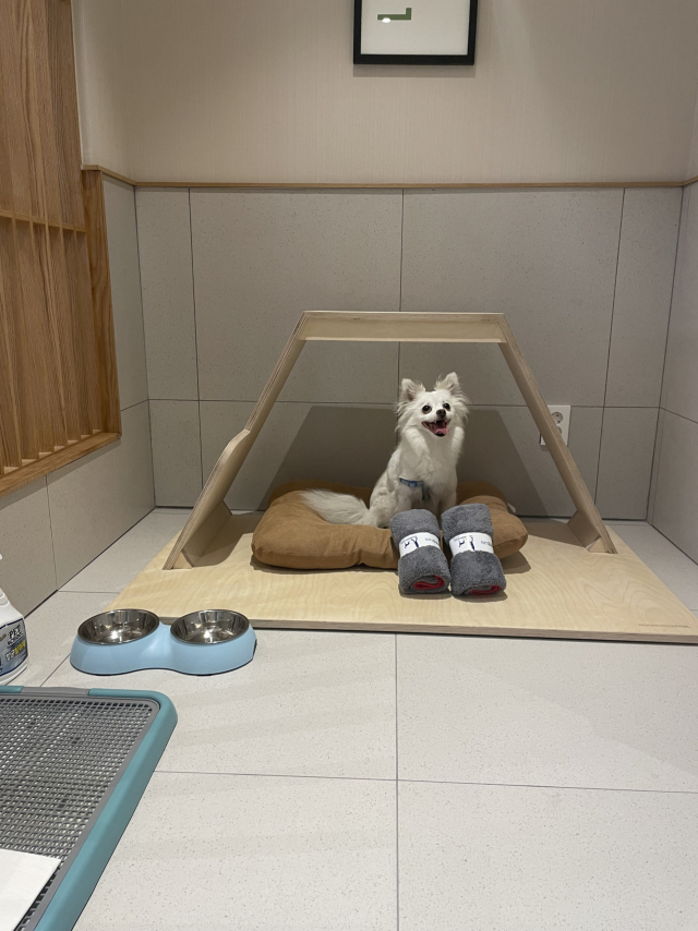 호텔에 마련된 반려동물 공간에서 봄이가 활짝 웃고 있다. 