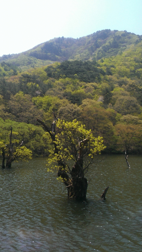 경북 청송군 주왕산면 주산지의 물에 잠겨있는 왕버들.