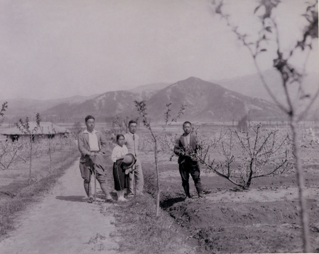 이천 장호원 지역에서 복숭아 과수원이 처음 시작된 시기가 1930년경으로 확인되는 사진이다. 이천시 장호원읍 오남리 202번지에 거주하던 유두희씨와 그의 매부, 딸인 유춘주씨 등이 촬영한 사진으로 촬영시점은 1934년으로 확인됐다.